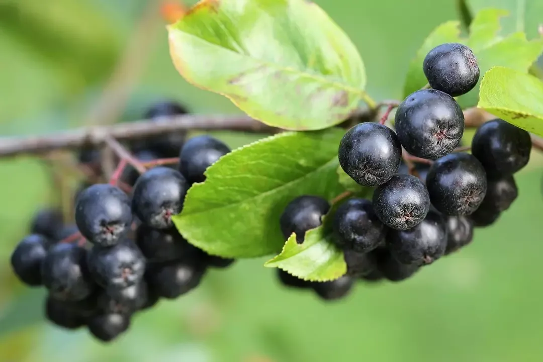 12400157-1200xauto.webp