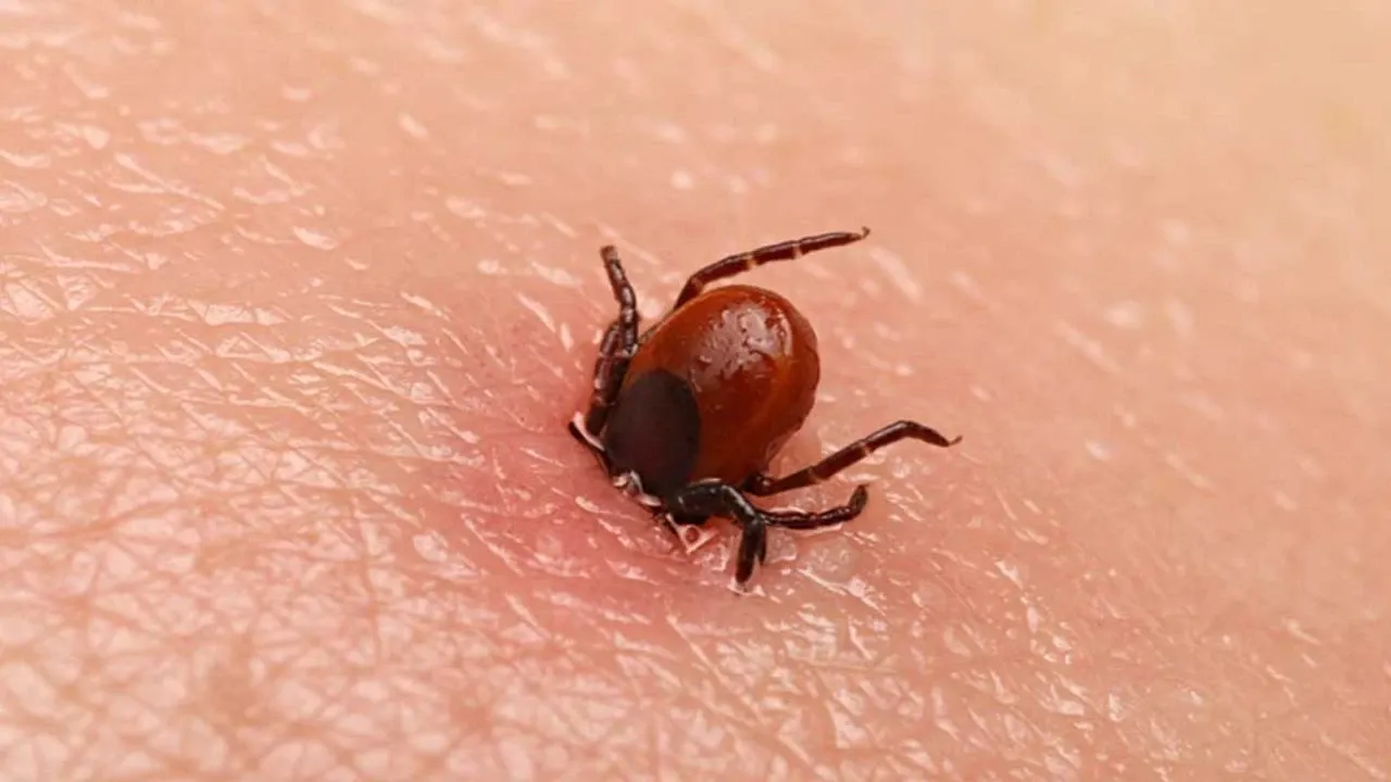 Kene Can Almay Devam Ediyor! ÇiftÇiler Dikkat