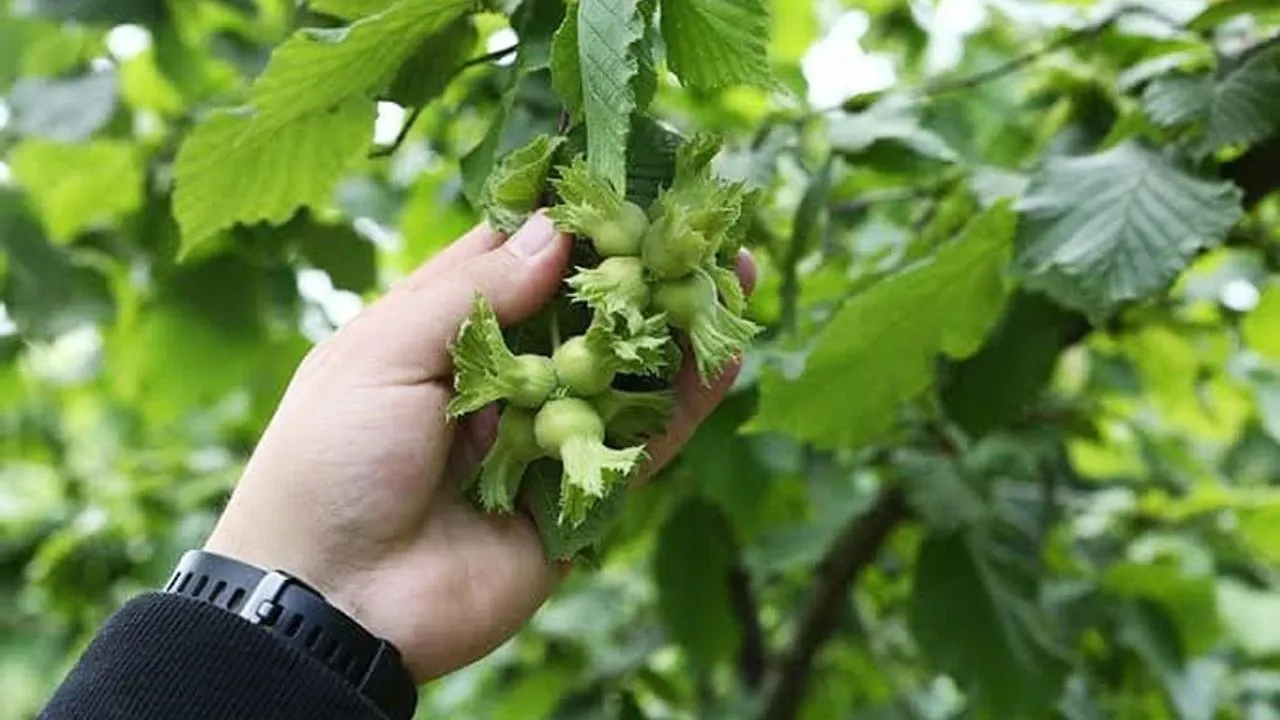 TÜİK, 2025 Yılı Fındık Rekoltesini 520 Bin Ton Olarak Tahmin Ediyor! Sektörden Tepki Gecikmedi
