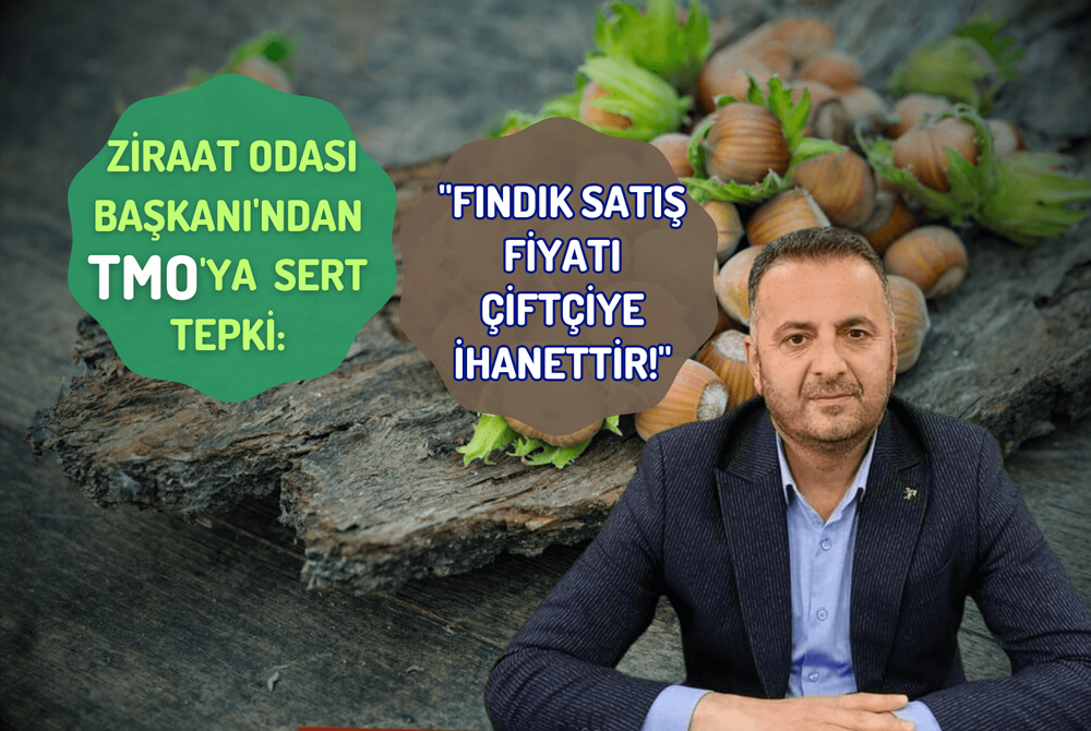Ziraat Odası Başkanı'ndan TMO'ya Sert Tepki: "Fındık Satış Fiyatı Çiftçiye İhanettir!"