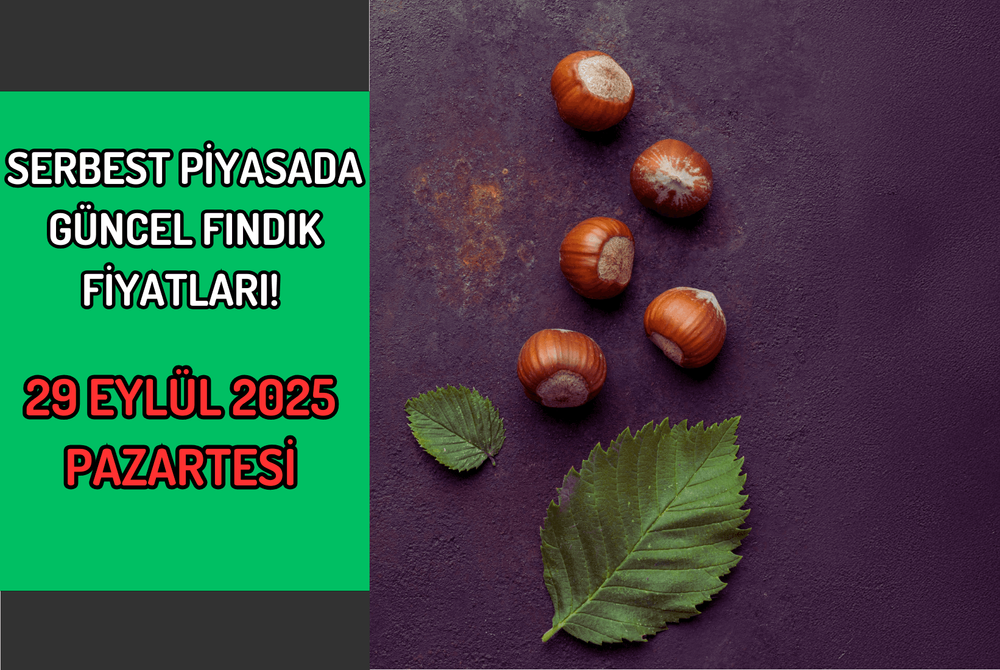 Serbest Piyasada Güncel FINDIK Fiyatları! 29 EYLÜL 2025 PAZARTESİ