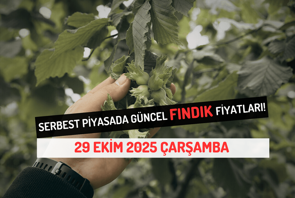 Serbest Piyasada Güncel FINDIK Fiyatları! 29 EKİM 2025 ÇARŞAMBA