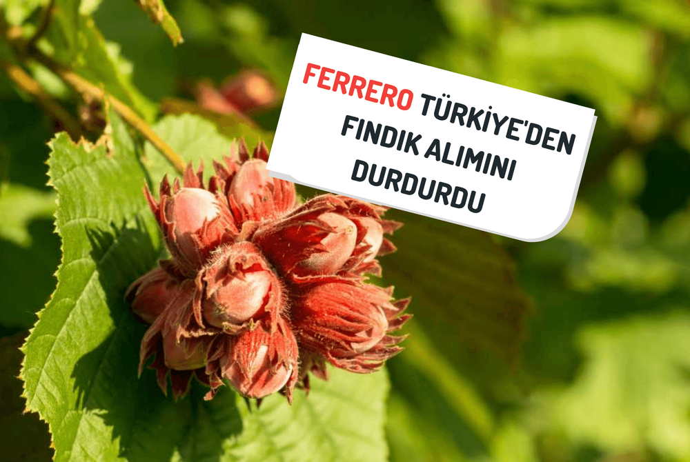 Ferrero Türkiye'den Fındık Alımını Durdurdu