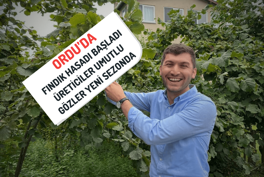 Ordu’da Fındık Hasadı Başladı: Üreticiler Umutlu, Gözler Yeni Sezonda