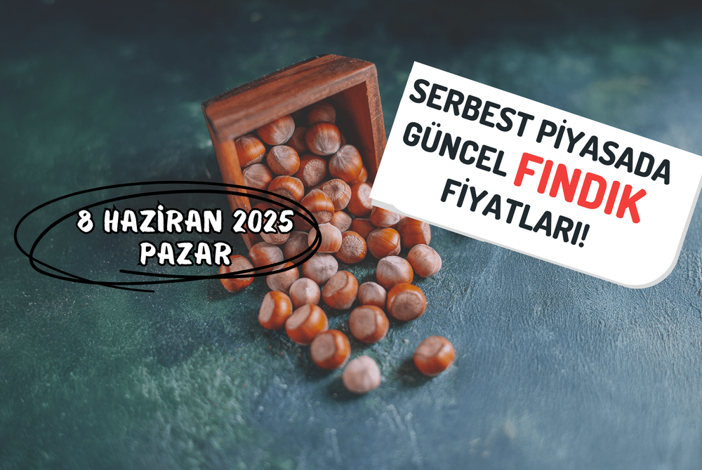 Serbest Piyasada Güncel FINDIK Fiyatları! 8 HAZİRAN 2025 PAZAR