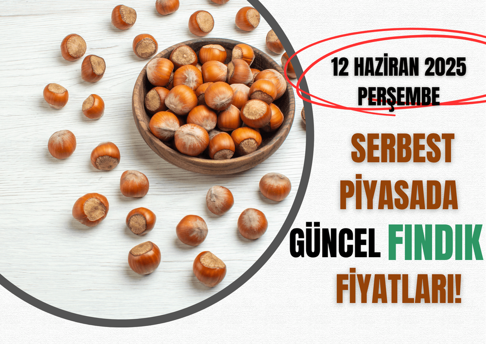 Serbest Piyasada Güncel FINDIK Fiyatları! 12 HAZİRAN 2025  PERŞEMBE