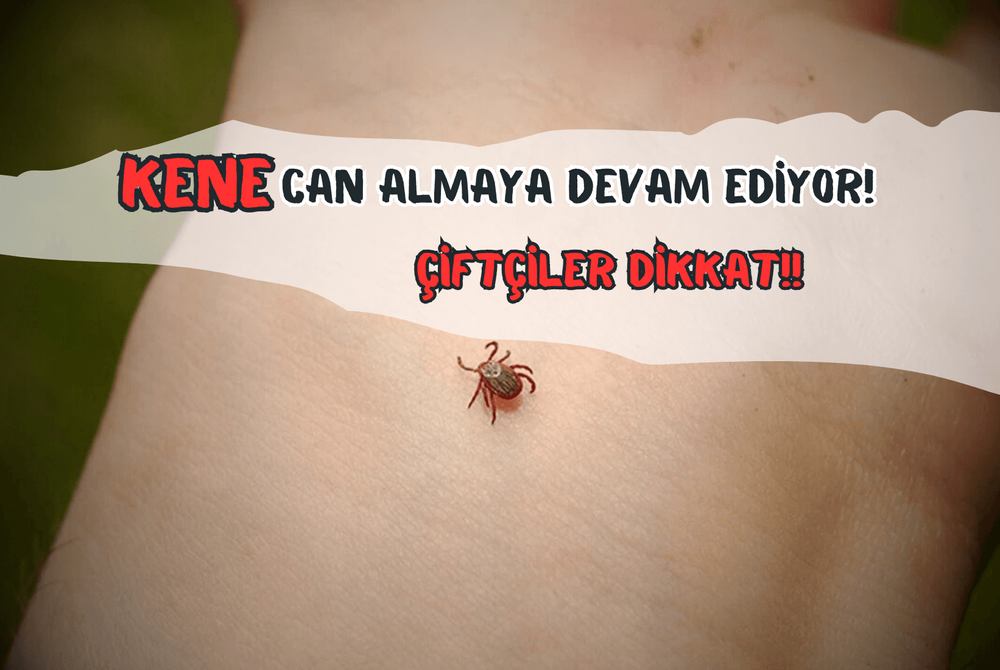 Kene Can Almay Devam Ediyor! ÇiftÇiler Dikkat