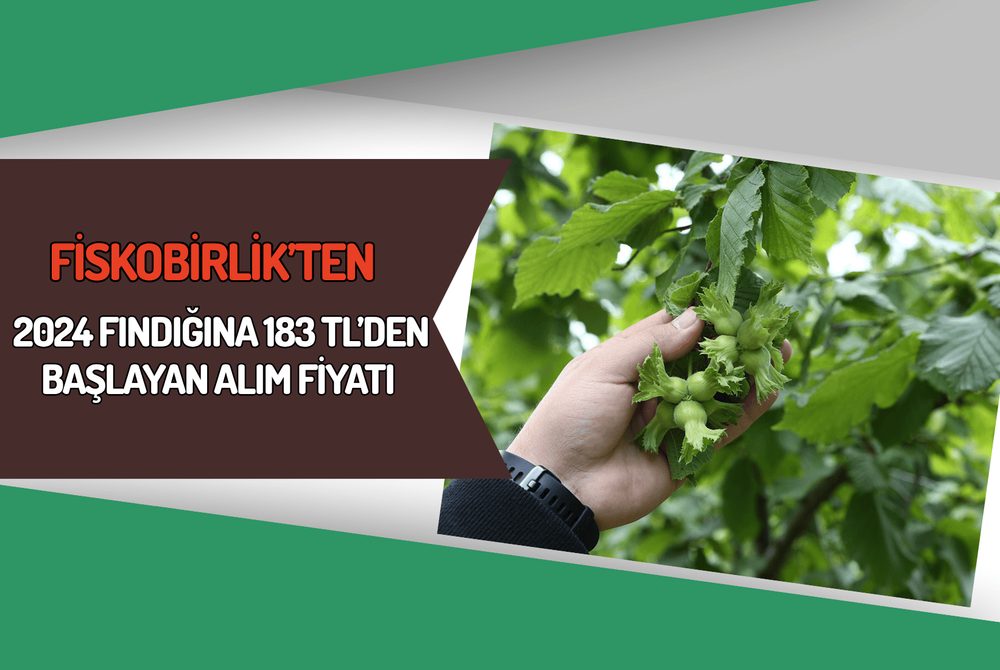 Fiskobirlik’ten 2024 Fındığına 183 TL’den Başlayan Alım Fiyatı