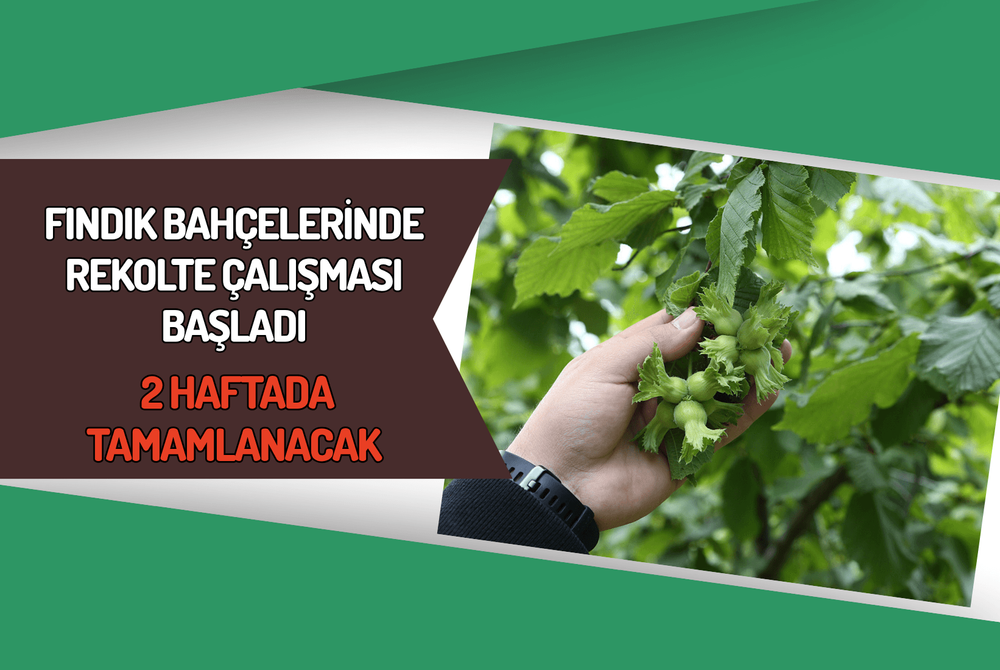 Fındık Bahçelerinde REKOLTE Çalışması Başladı: 2 Haftada Tamamlanacak