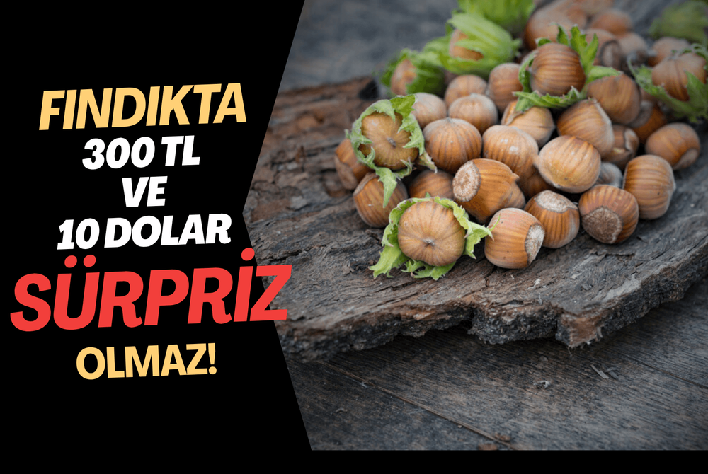 Fındıkta 300 TL ve 10 Dolar Sürpriz Olmaz!