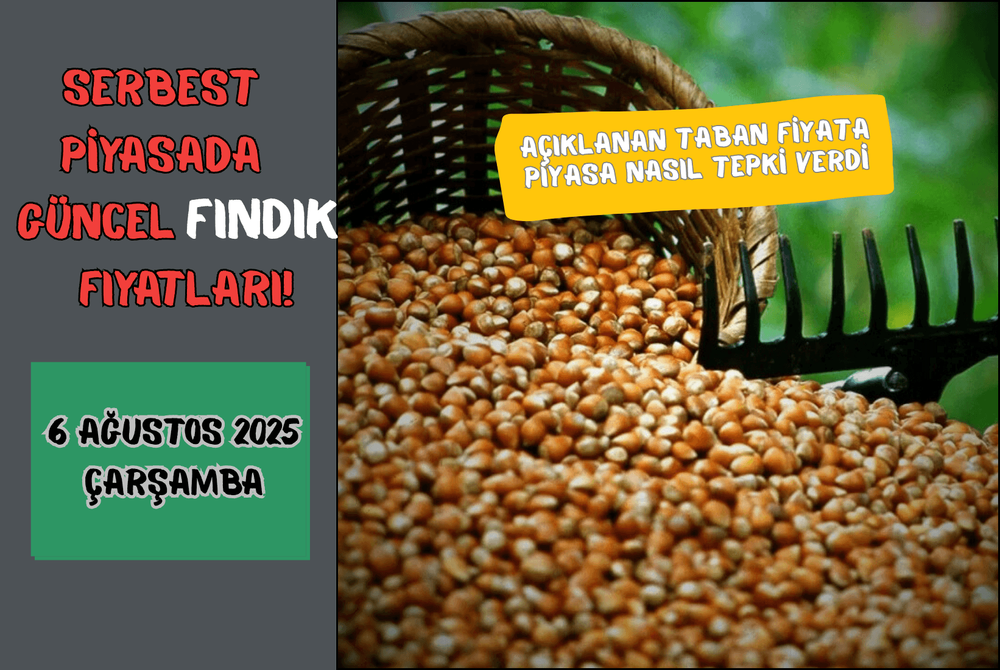 Serbest Piyasada Güncel FINDIK Fiyatları! 6 AĞUSTOS 2025 ÇARŞAMBA