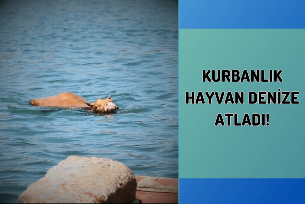 Kurbanlık Hayvan Denize atladı!