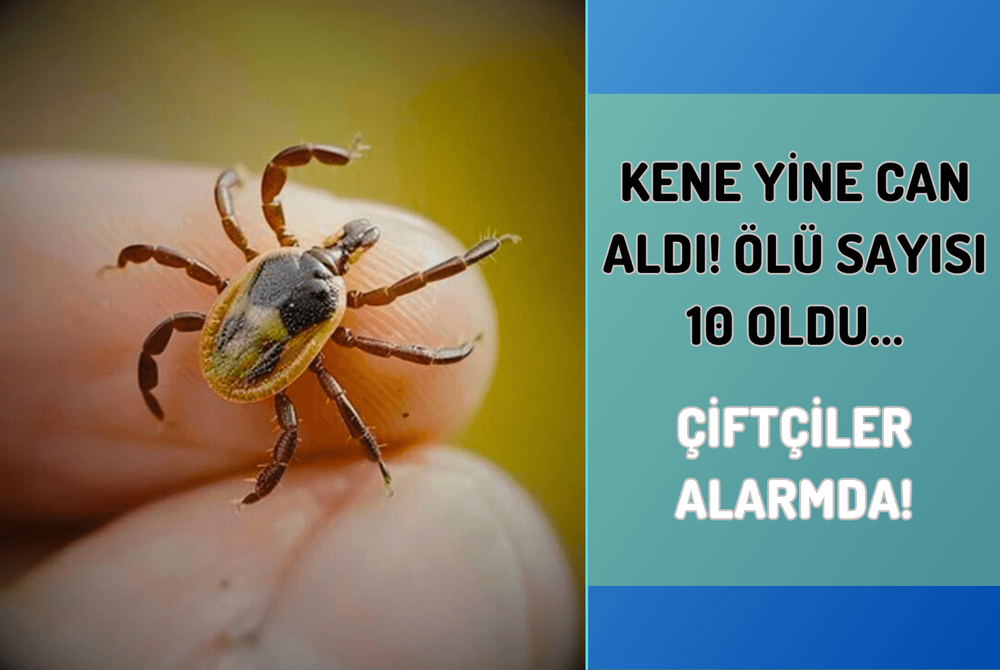 Kene Yine Can Aldı! Ölü Sayısı 10' Oldu... Çiftçiler Alarmda!
