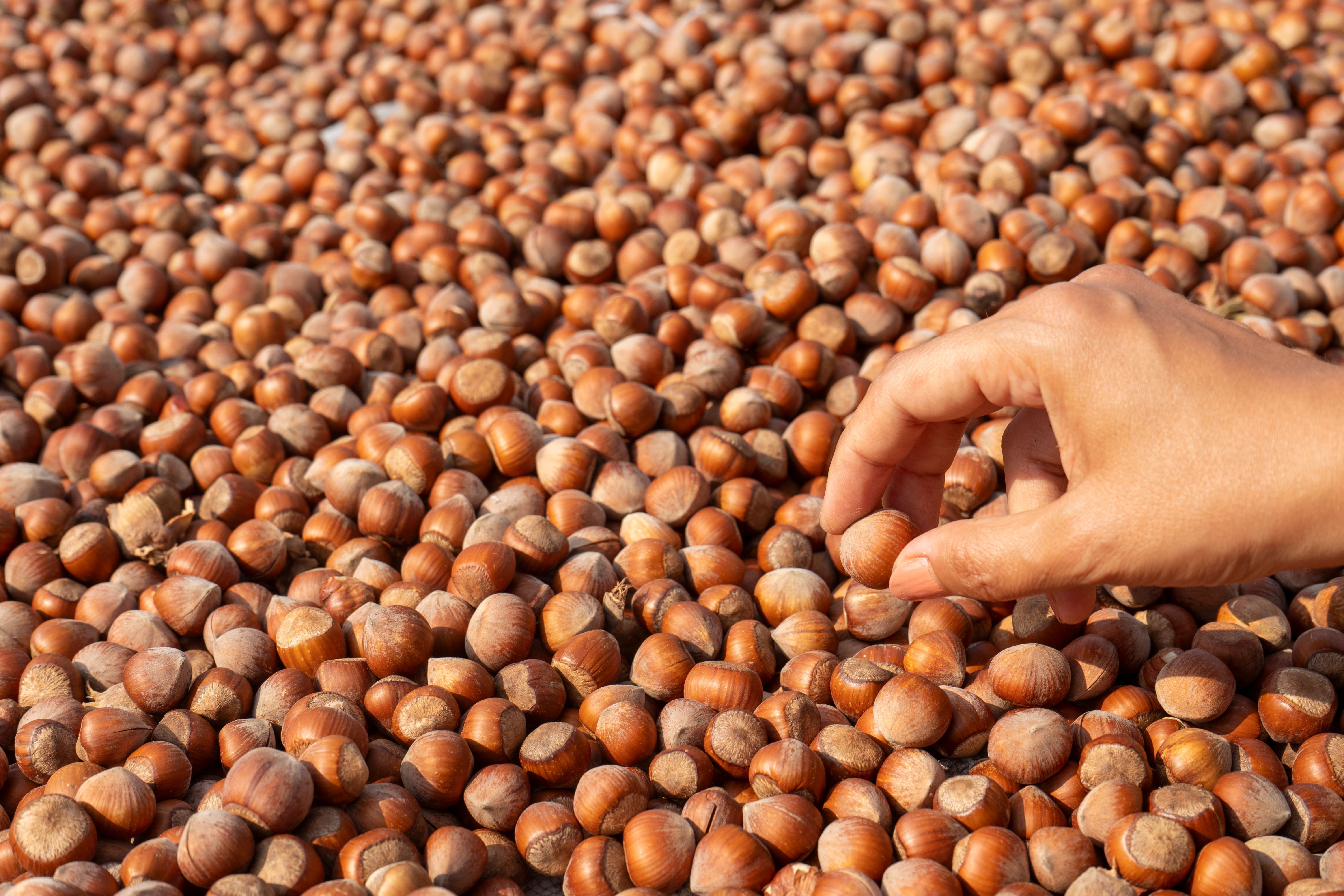 Ferrero’nun fındık alım şartlarıyla ilgili yeni iddia gündemde