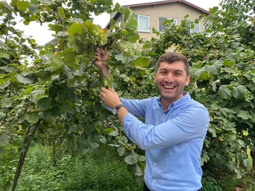 Ordu’da Fındık Hasadı Başladı: Üreticiler Umutlu, Gözler Yeni Sezonda