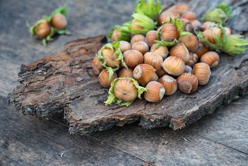 Serbest Piyasada Güncel FINDIK Fiyatları! 26 AĞUSTOS 2025 SALI
