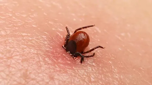Kene Can Almay Devam Ediyor! ÇiftÇiler Dikkat