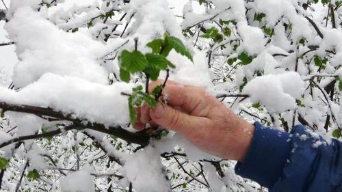 Ziraat Odası Başkanı Uyardı: "Fındık İçin Kritik Hafta Başlıyor"