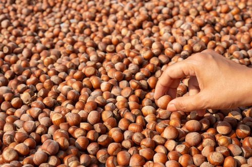 Ferrero’nun fındık alım şartlarıyla ilgili yeni iddia gündemde