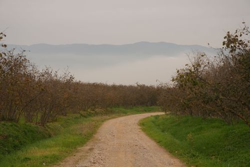 Gülyalı’da üreticiyle kokarca ve entegre mücadele toplantısı