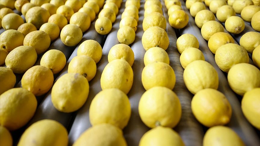 Limon İhracatı Durdurma Kararı 15 Mayıs'a Ertelendi