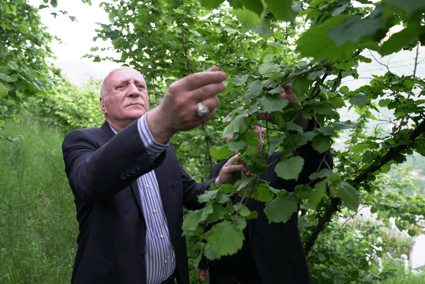 Fındıkta Don ve Kuraklık Darbesi: Rekolte Beklentinin Altında Kalacak